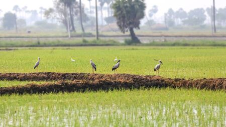 Many Asian open bills in paddy fields in Indiaの写真素材
