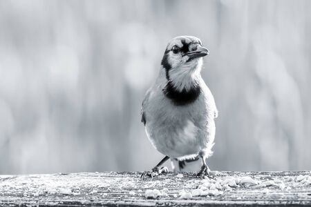 Close up shot of Blue Jay bird in monochromeの写真素材