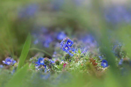 Lysimachia monelli flowers close up shot
