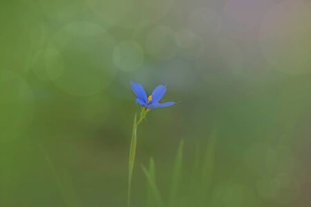 Stiff blue eyed grass flower in the meadowの写真素材