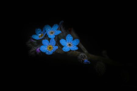 Forget me not flowers on black backgroundの写真素材