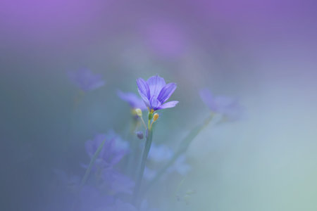 Blue eyed grass flower close up shot