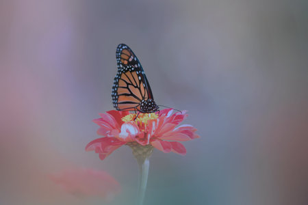 Close up shot of Butterfly on the flower