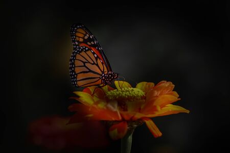 Close up shot of Butterfly on a daisy flowerの写真素材