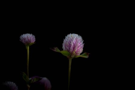Pink summer ball flowers on black backgroundの写真素材