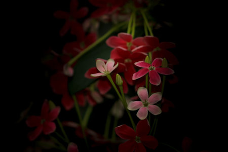 Tiny red and pink flowers on black background
