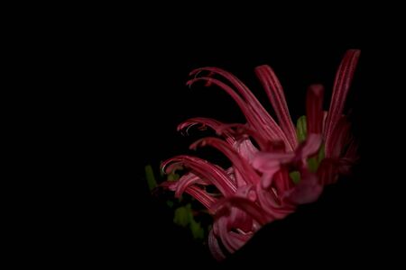 Red flower on a tropical plant with black backgroundの写真素材