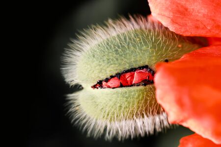 Close up shot of red poppy flower budの写真素材