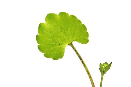 Wild flower plant fresh leaf isolated on white backgroundの写真素材