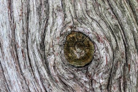 Close up shot of pattern on a old treeの写真素材