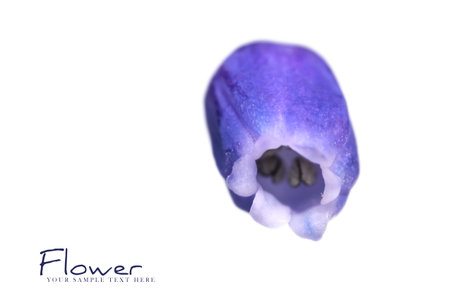 Close up shot of single Grape Hyacinth flowerの写真素材