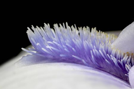 Extreme close up shot of Iris flowerの写真素材