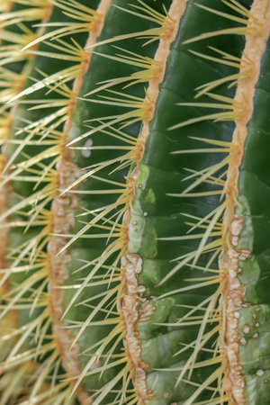 Extreme close up shot of Cactus plant details