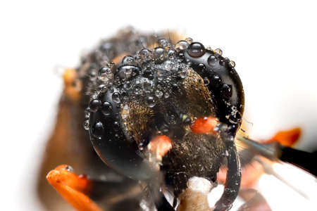 Extreme close up shot of dead Hornet with water drops created with focus stackingの写真素材