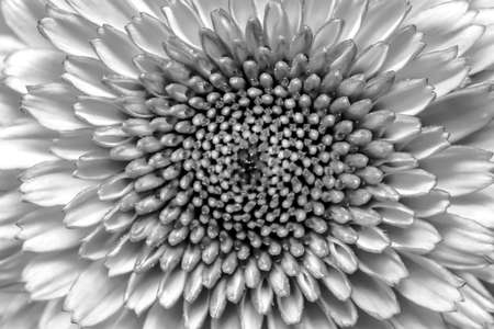 Close up shot of zinnia flower detailsの写真素材