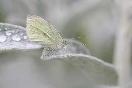 close up shot of moth on a succulent plantの写真素材