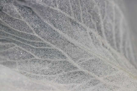 Extreme close up shot of flower petalの写真素材