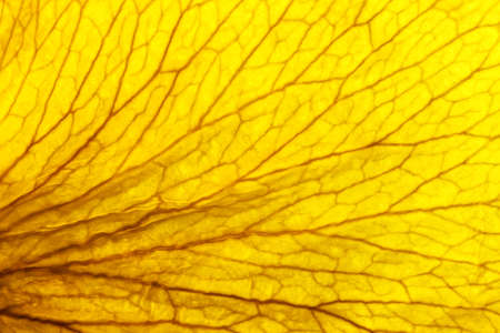 Extreme close up shot of dried Rose petalの写真素材