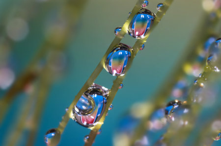 Extreme close up shot of sprayed water droplets on the Moss created with focus stacking multiple...