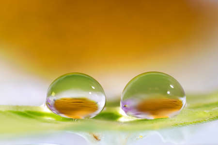 Extreme close up shot of two water droplets on a flower created with focus stackingの写真素材