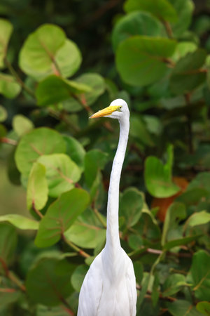 Snow white Egret in the wild