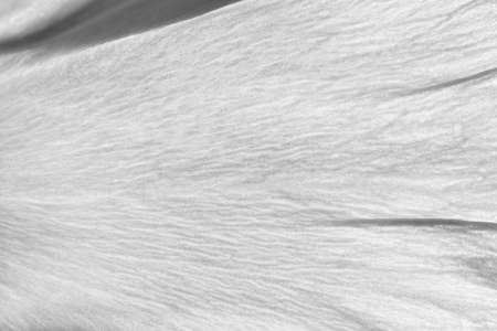 Extreme close up shot of dry flower petal for background useの写真素材