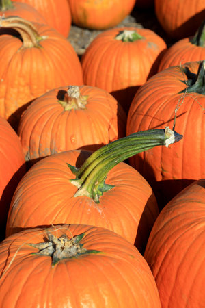 Many large pumpkins up for sale at the farmの写真素材