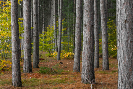 Tall pine trees in the forest with fall foliage