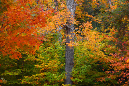 Tall Maple tree surrounded with fall foliageの写真素材