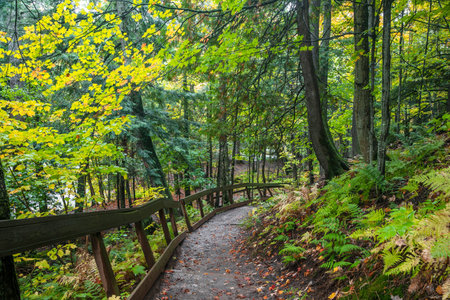 Tall trees along walking trail in Black river national forest in Michigan upper peninsula