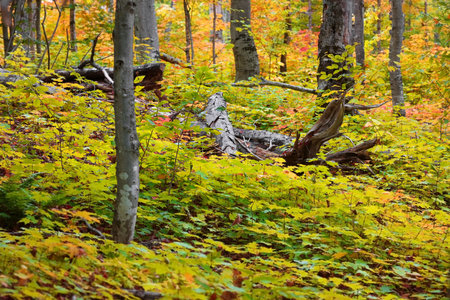 Dead trees in the middle of lush Maple plants in autumn timeの写真素材