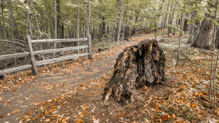Dead tree by the path in Michigan wood landsの写真素材