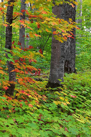 Tall trees surrounded with Maple plants in autumn time.の写真素材