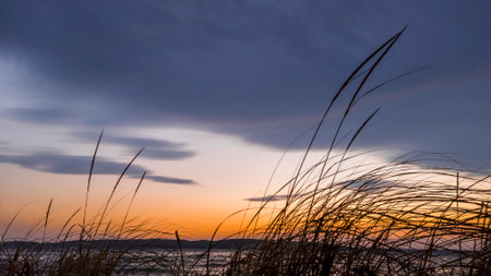 Tall grass at the beach against colorful evening skyの写真素材