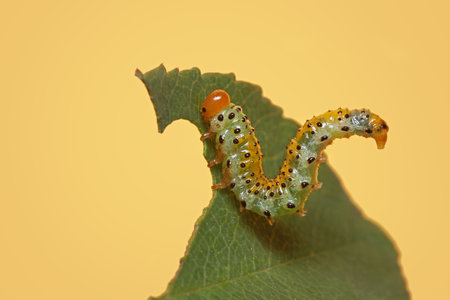 Close up shot of young Caterpillar feeding on rose plant leafの写真素材