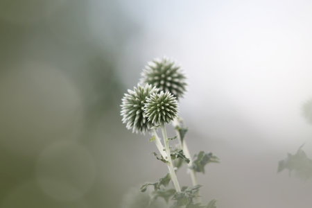 Close up shot of Globe thistle flowers also known as spiky echinopsの写真素材