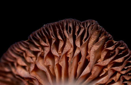 Close up shot of pattern on dry mushroom against black backgroundの写真素材
