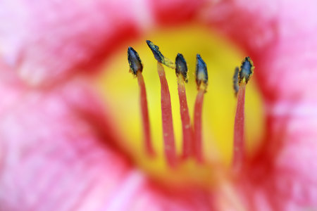 Extreme close up shot of Pollen and stamen in side Lily flowerの写真素材