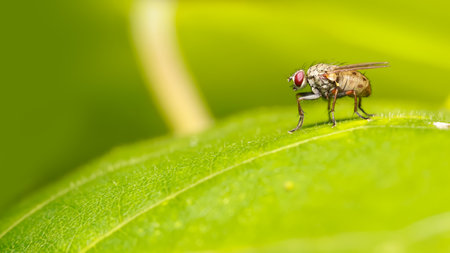 Close up shot of small fly on a leafの写真素材