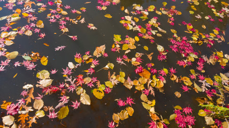 Colorful autumn leaves in the pondの写真素材