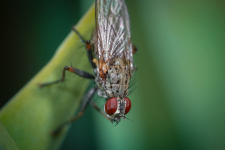 Close up shot of a fly on a leaf