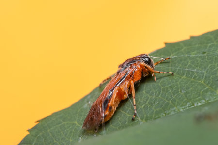 Close up shot of fly caught in spider webの写真素材