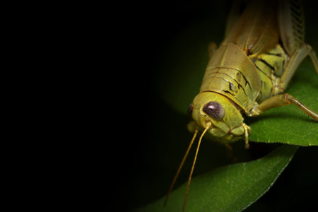 Close up shot of Grasshopper on a plantの写真素材