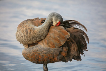 Close up shot of Sandhill crane birdの写真素材