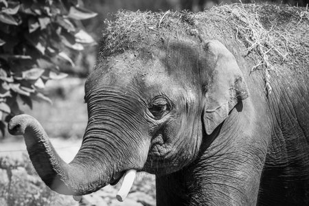 Close up shot of baby Elephant in monochromeの写真素材