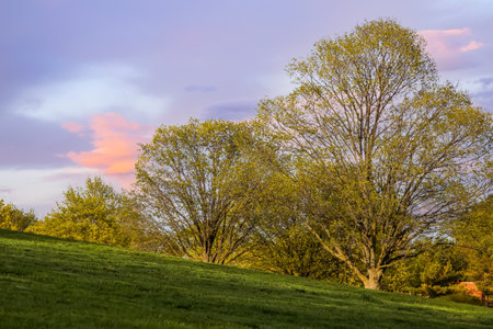 Trees with fresh leaves in meadow during spring timeの写真素材