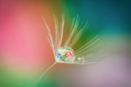 Close up shot of Dandelion holding water dropletの写真素材