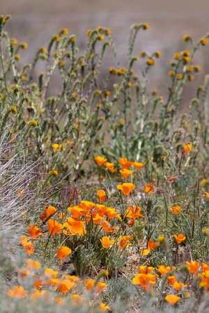 Close up view of California poppy wildflowers, selective focusの写真素材