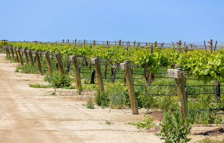 Vineyards near Arvin, California during spring time.の写真素材