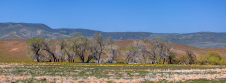 Panoramic view of row of Cottonwood tress in the middle of meadow during spring time. Located in Southwest California.の写真素材
